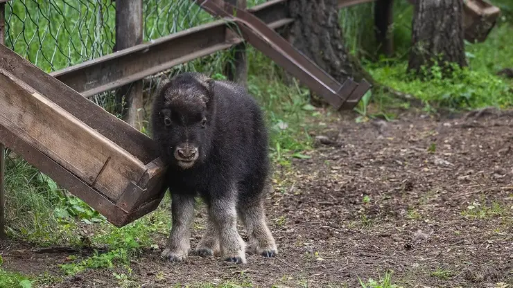 Минутка няшности: в Красноярске новорожденному теленку овцебыка дали имя