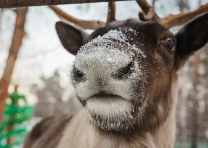 -39°C не страшны: как красноярские животные готовятся к экстремальным морозам