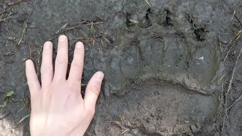 В Красноярске недалеко от Водников нашли свежие следы крупного хищника