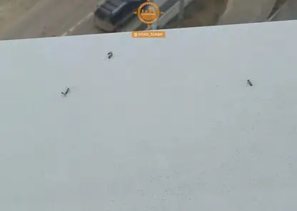 Красноярцы жалуются на непонятных насекомых залетающих в окна