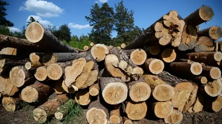 Жителя Иркутска осудили за контрабанду леса на 580 миллионов рублей