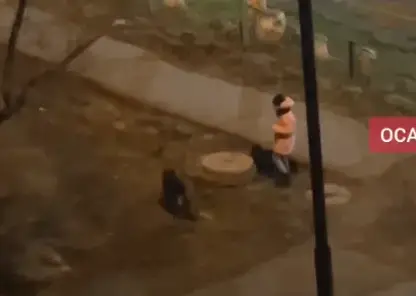 Новая угроза в Красноярском крае: агрессивные собаки держит в страхе целый район Ачинска