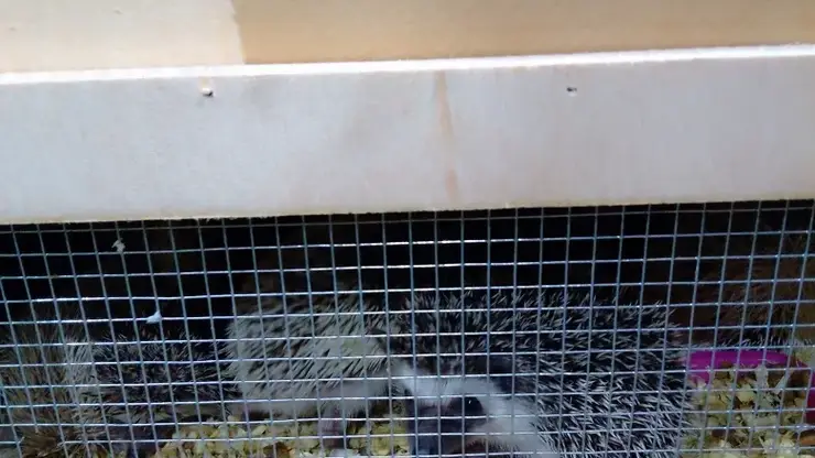 В Красноярск привезли 300 африканских карликовых ежей из Таиланда