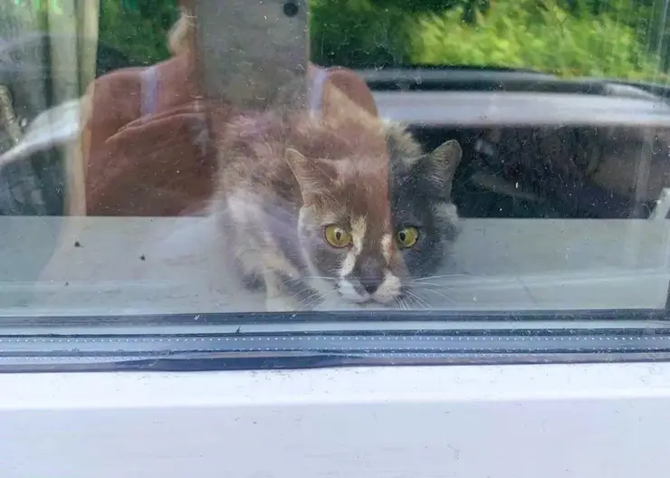 Жалобно смотрел в окно. В Красноярске кот несколько недель просидел в запертой квартире после смерти хозяйки без еды и воды
