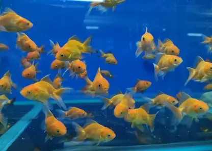 В Красноярск завезли больше 15 тыс рыбок из Таиланда