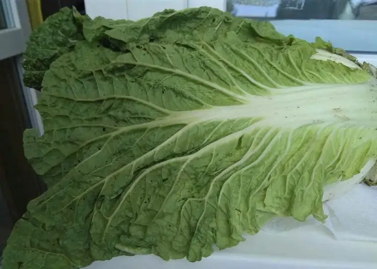 Карантинные вредители обнаружены во фруктах и овощах из Китая в Красноярском крае