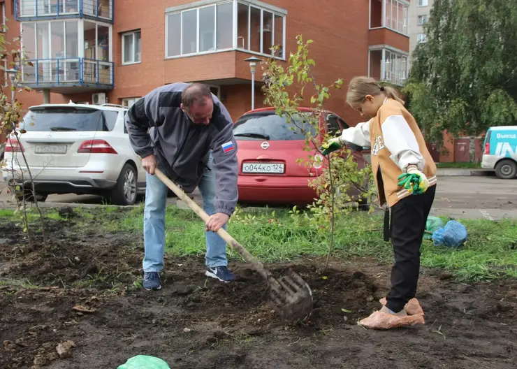 В Красноярске на благоустроенной в этом году набережной Качи высадили яблони