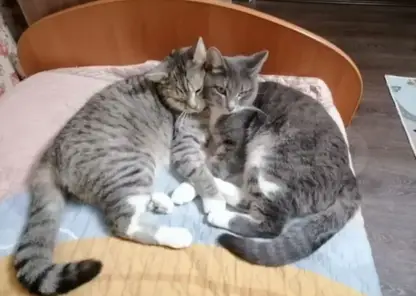 В Красноярске сдается квартира с двумя пушистыми жильцами