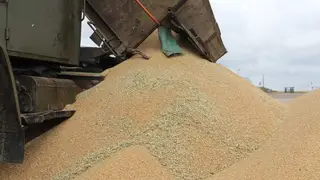 Из Красноярского края на экспорт и в другие регионы отправили почти два миллиона тонн зерна Из Красноярского края на экспорт и в другие регионы отправили почти два миллиона тонн зерна
