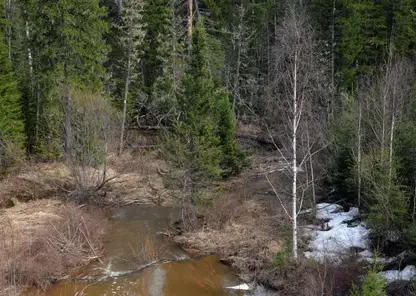 Четверо мужчин потерялись в лесу на западе Красноярского края