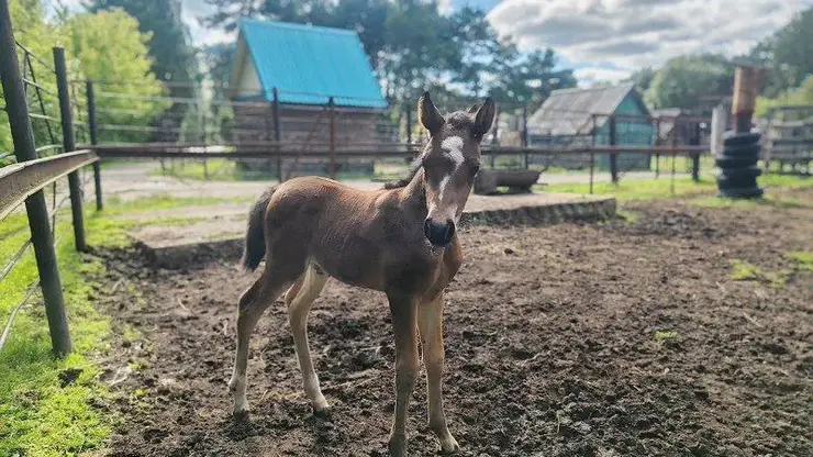 Жеребенок с вопросительным знаком на лбу родился в зоопарке в Омской области