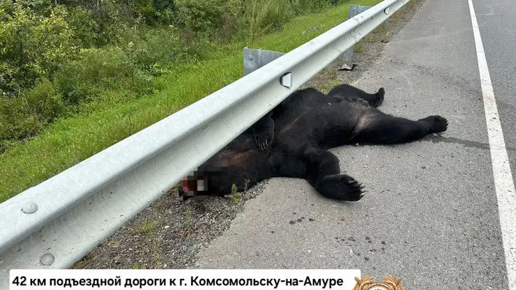 Водитель насмерть сбил медведя на трассе в Хабаровском крае