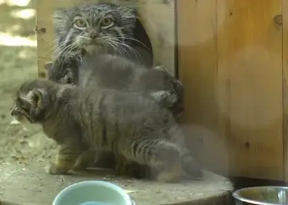 В зоопарке Новосибирска сразу две самки манула стали мамами