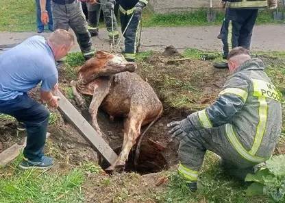 В Красноярском крае развернулась спасательная операция из-за рухнувшего в колодец быка