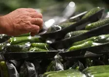 Красноярский край стал одним из регионов, где огурцы продаются дороже всего