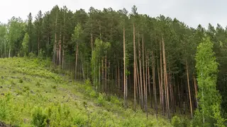 На молодую мать подал в суд Минлесхоз за то, что её ограбил рабочий при стройке дома под Красноярском