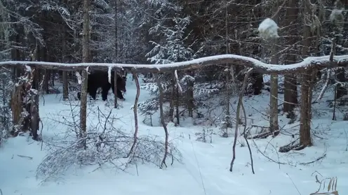 Красноярские медведи легли в спячку.  Запрет на проживание в «Нарыме» на Столбах снят