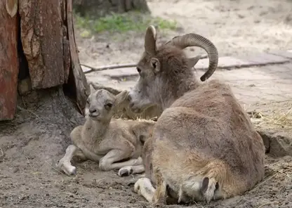Детеныши краснокнижных аргали родились в зоопарке Новосибирска