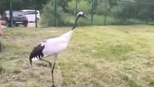 Японский журавль Цуруми улетел из Красноярска в Москву