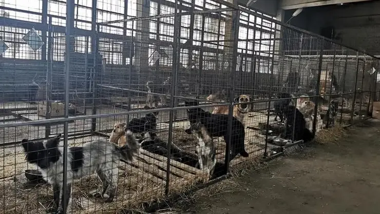 В Красноярске 1249 собак отловлены и помещены в городские приюты с диагнозом агрессивности