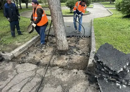«Замурованное» в асфальт дерево освободили после критики работы подрядчиков в Красноярске