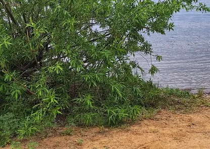 Красноярские спасатели вывели трех детей, заблудившихся в заливе Енисея