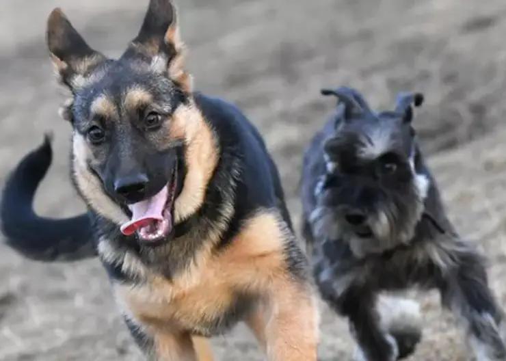 В Бурятии отец и дочь спасли из реки собаку с отказавшими лапами