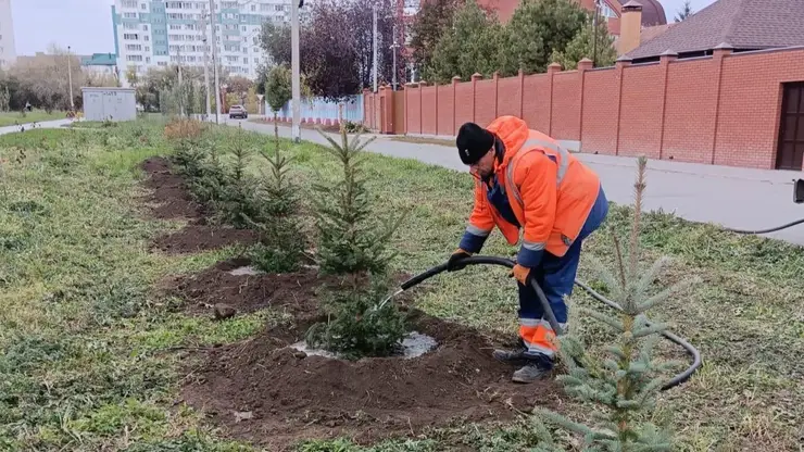 В Омске высадили аллею яблонь и обновили скверы новыми деревьями