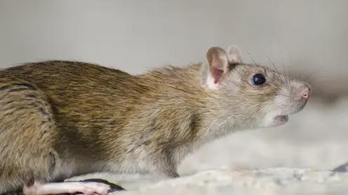 В Красноярске предложили создать штаб для борьбы с крысами