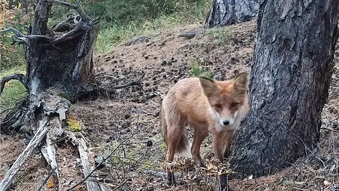 На красноярских «Столбах» любопытная лиса вышла к туристам