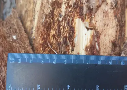 В Казачинском лесничестве края ввели карантин из-за вредителя