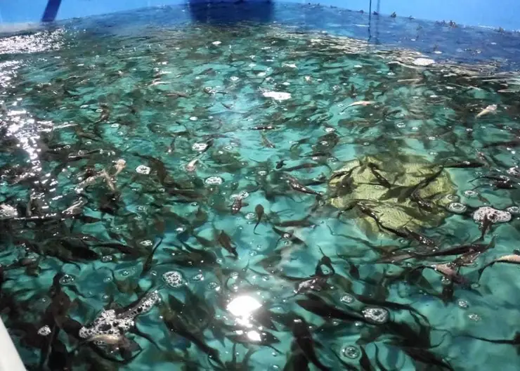 В Енисей выпустили 100 тысяч мальков сибирского осетра