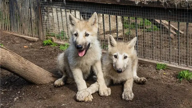 Красноярцы выбрали имена для арктических волчат в «Роевом ручье»