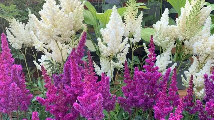 Редкие цветы тенистого сада покажут в Красноярске 18 июля