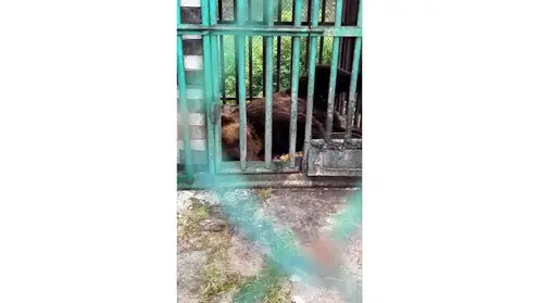Московские зоозащитники намерены забрать медведицу, которая больше 16 лет живёт в клетке у кафе под Красноярском