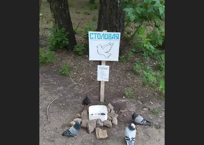 Столовая для голубей открылась в Барнауле