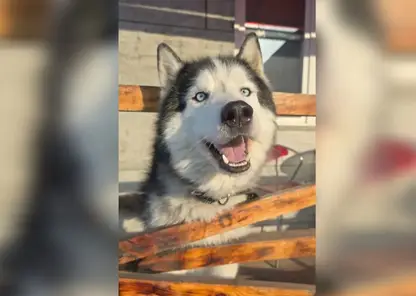 В Красноярске хаски, спасенного из гаража никто не хочет брать в семью с зимы