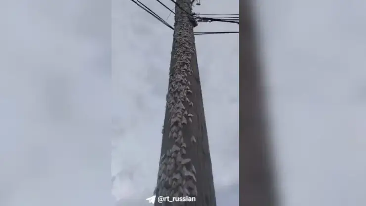 Сразу в двух сёлах в Забайкалье произошло нашествие мотыльков