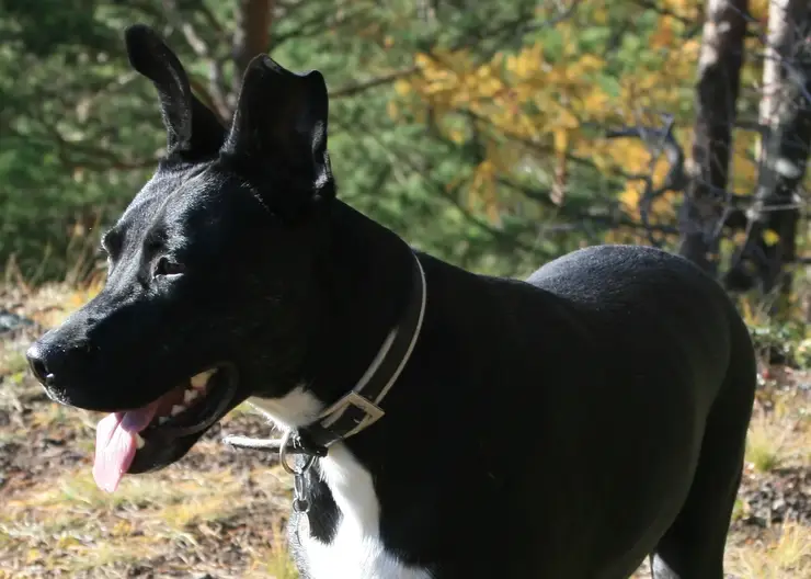 «Устроили травлю»: девушки два года не могут поделить собаку в Красноярске. Дело дошло до разбойных нападений и суда