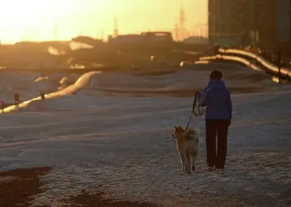 Ученые отметили улучшение состояния растительности и почв на территориях Норильского промрайона Красноярского края