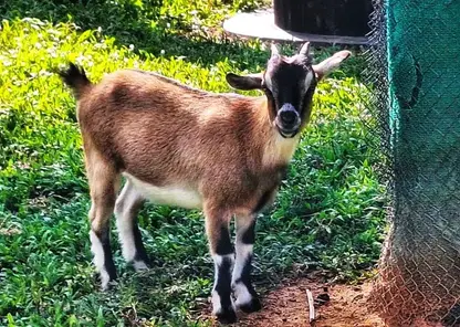 Томичам напомнили о необходимости регистрации домашнего скота и птицы