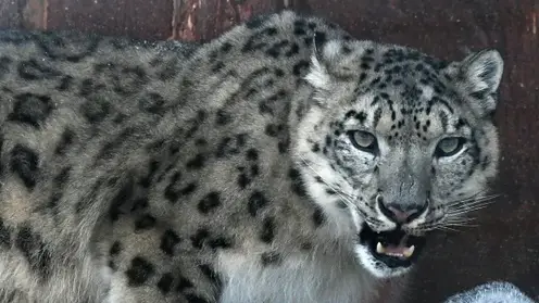 Снежные барсы стали в десять раз чаще нападать на скот на Алтае