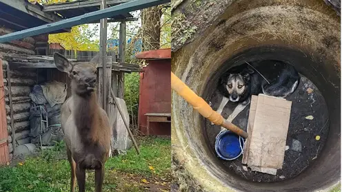 Сотрудники МЧС спасли двух животных в Красноярском крае за неделю