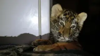 Сразу восемь тигрят родились в один день в зоопарке Барнаула в Алтайском крае (видео)