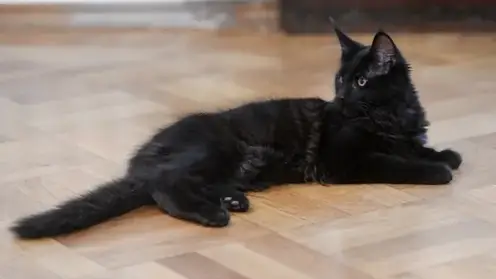 Житель Кузбасса похитил деньги из квартиры знакомой пенсионерки: обнаружить тайник ему помог домашний котенок