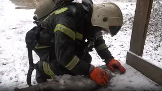Спасатели в Комсомольске-на-Амуре пытались реанимировать кота, спасенного из пожара