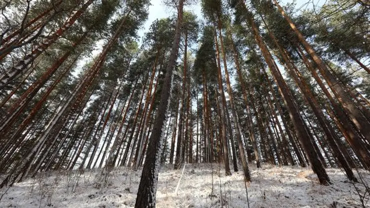 В Красноярском крае иностранец нелегально вывез лесоматериалы на 260 млн рублей