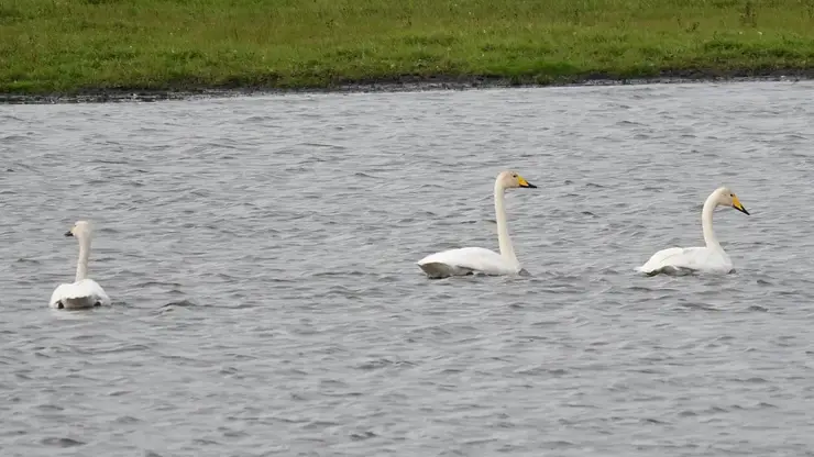Танец редких краснокнижных лебедей засняли на юге Красноярского края