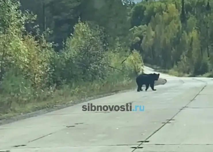 Медведя заметили в районе аэропорта в Красноярском крае