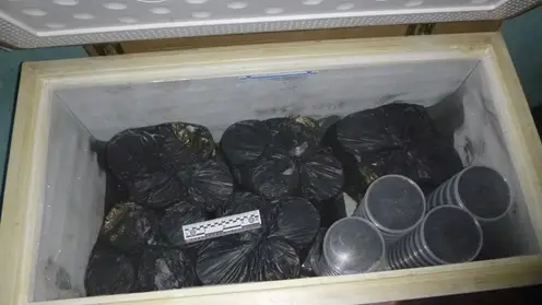 Больше 300 контейнеров черной икры «нашел» мужчина в Хабаровском крае: возбуждено уголовное дело